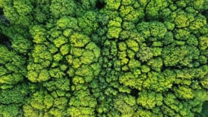 Aerial viev green forest on a spring day, natural background. Photo from the drone. Source: shutterstock.com
